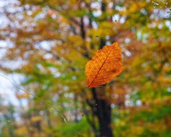 Gulin, Sylvia 아티스트의 USA-New Hampshire fallen Beech leaf on wet windshield Autumn작품입니다.